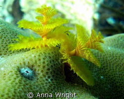 Christmas Tree Worm taken with a Sea and Sea DX-1G Camera by Anna Wright 